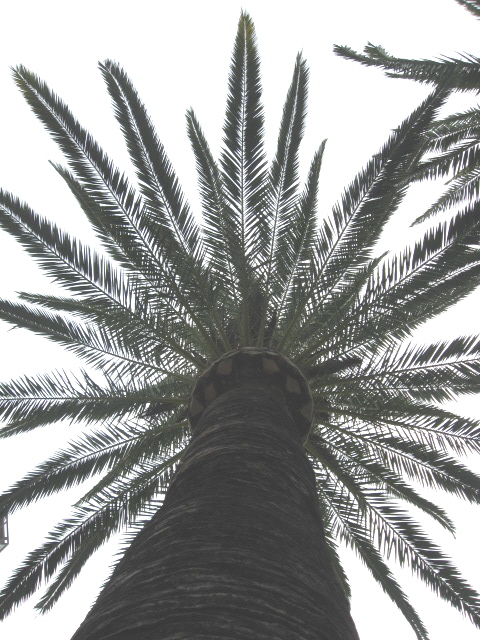 palmtree.jpg