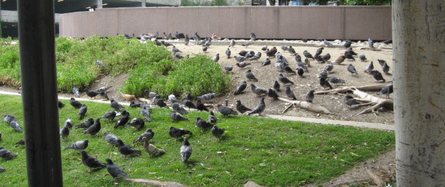 pigeons.jpg